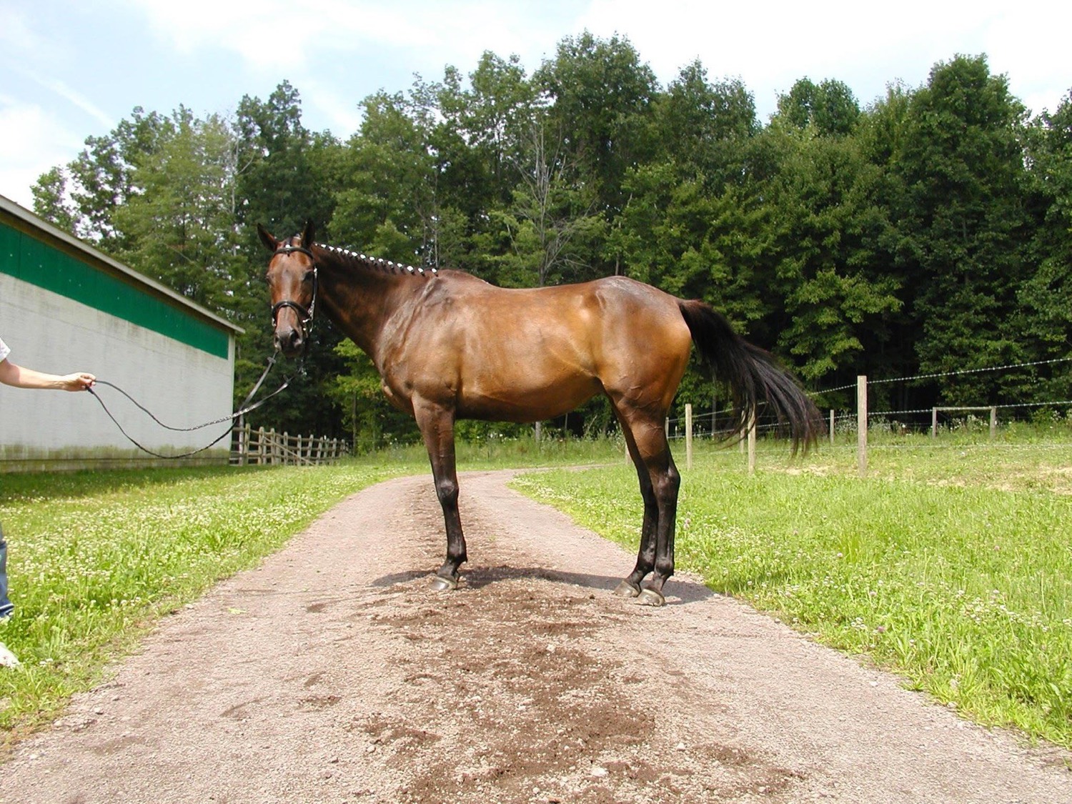 A rescued horse at Miracle Farm
