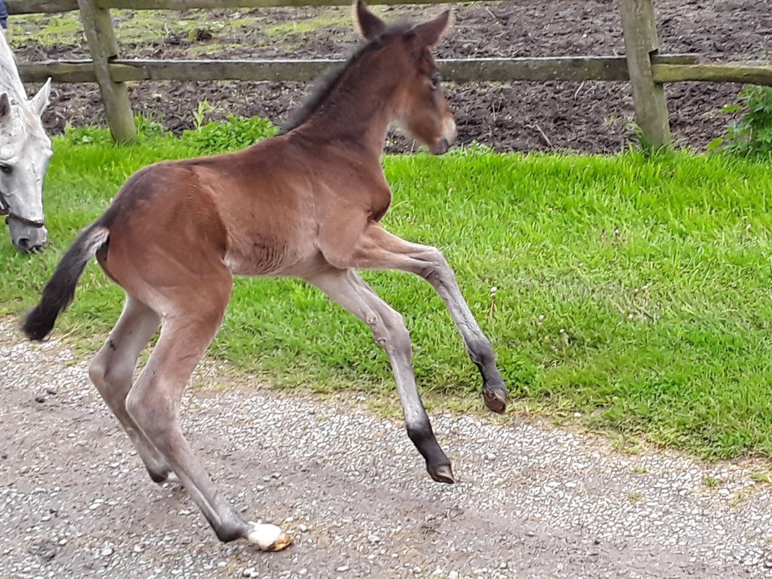 A rescued foal at Miracle Farm
