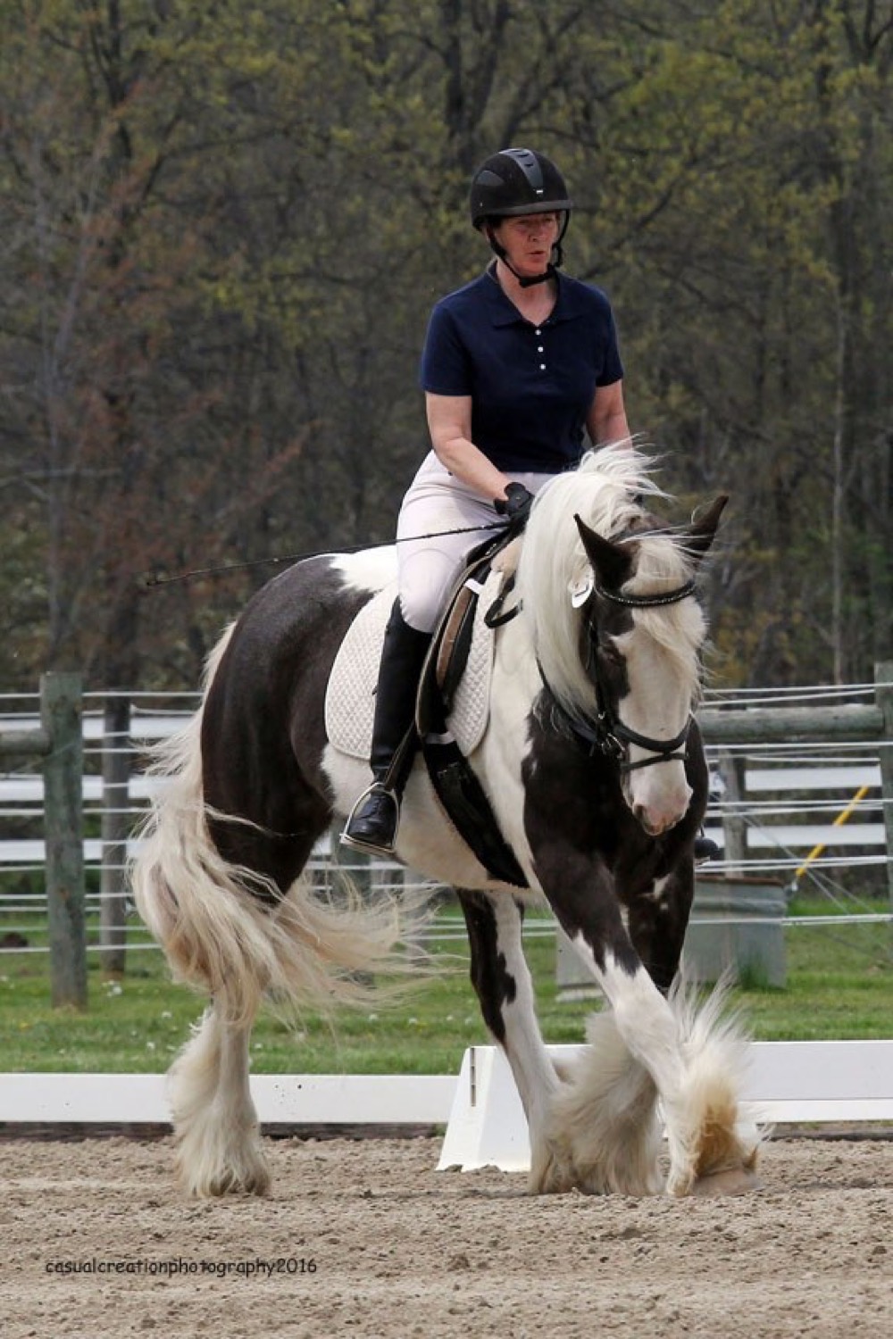 A rescued paint horse at Miracle Farm
