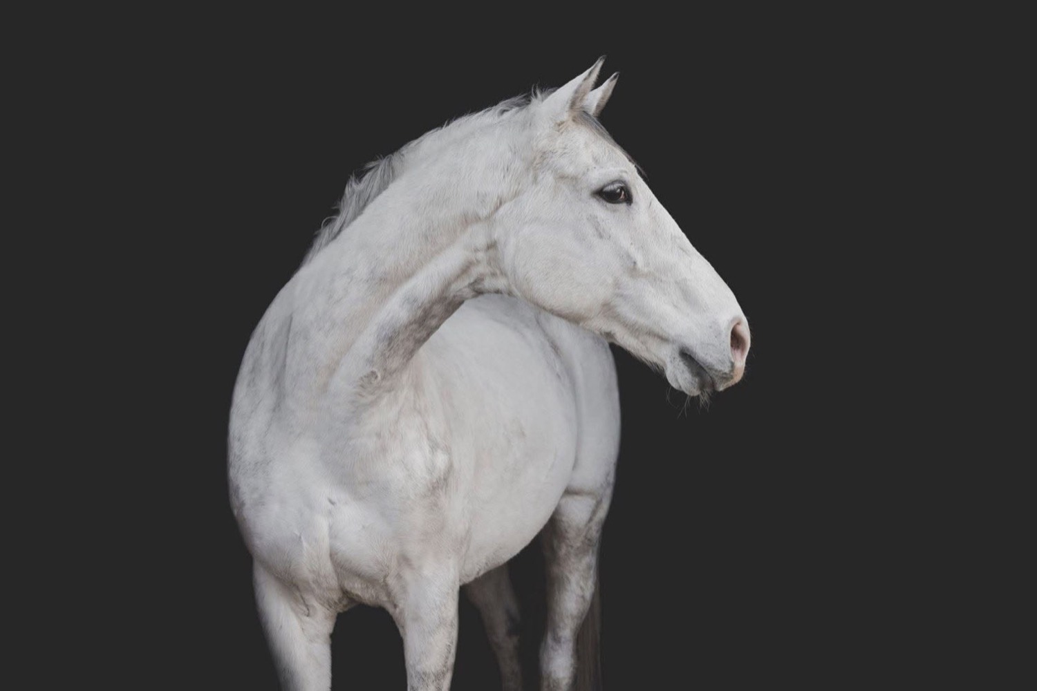 A rescued horse at Miracle Farm