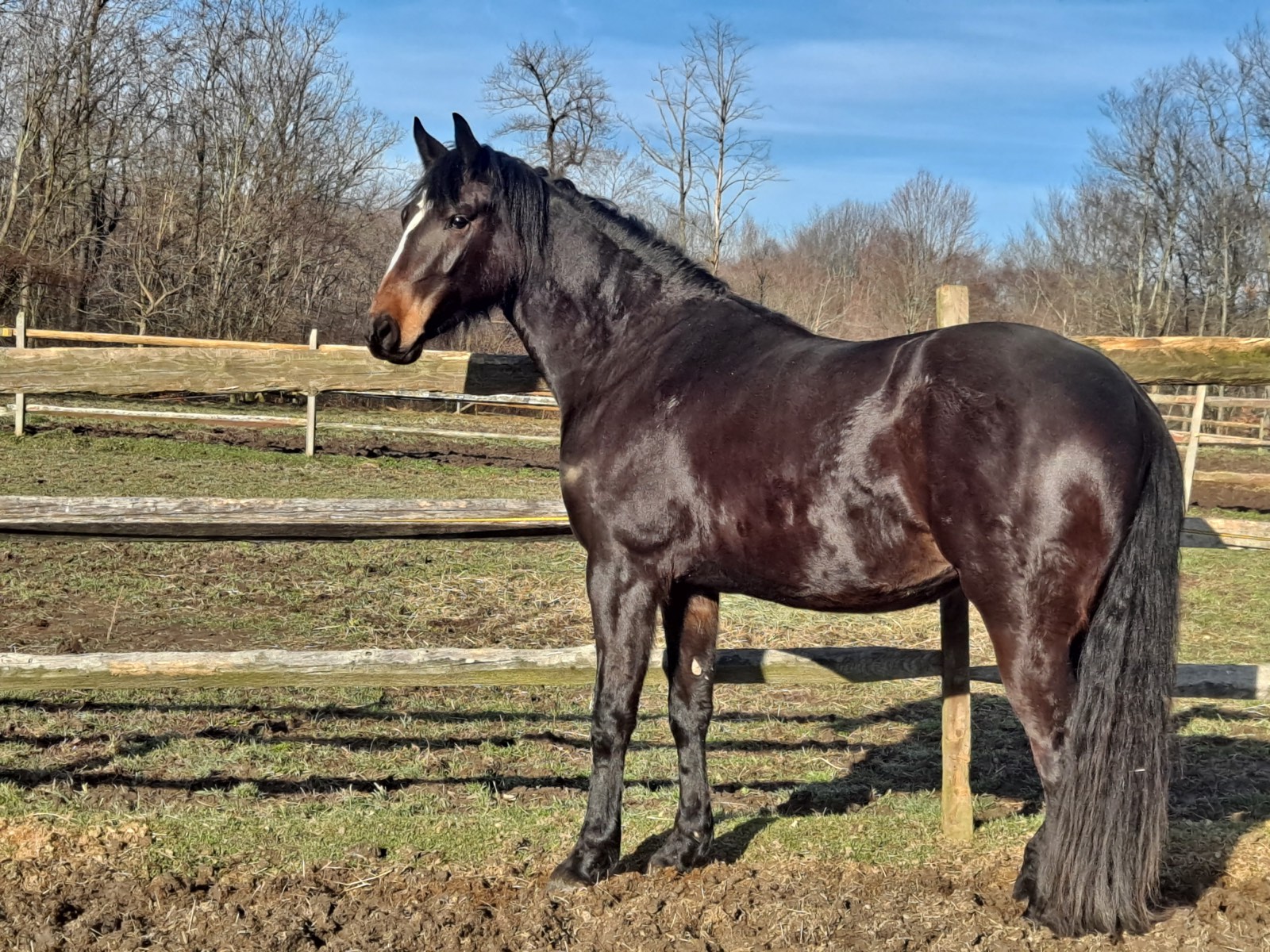Lilly, a rescued horse at Miracle Farm